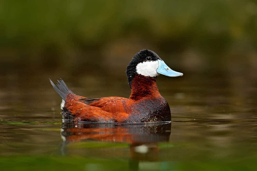 Ruddy Duck