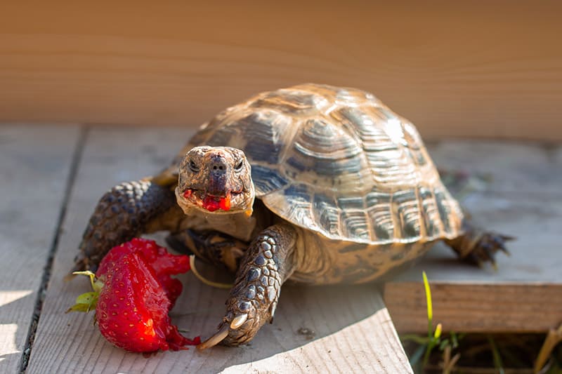 Russian tortoise eating strawberry