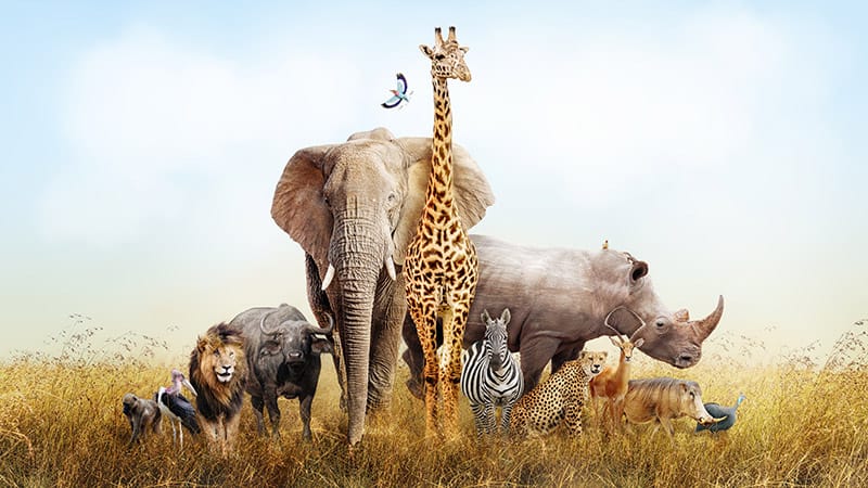 safari animals