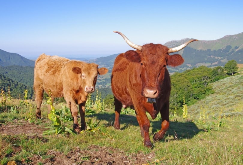 salers cow and her calf_