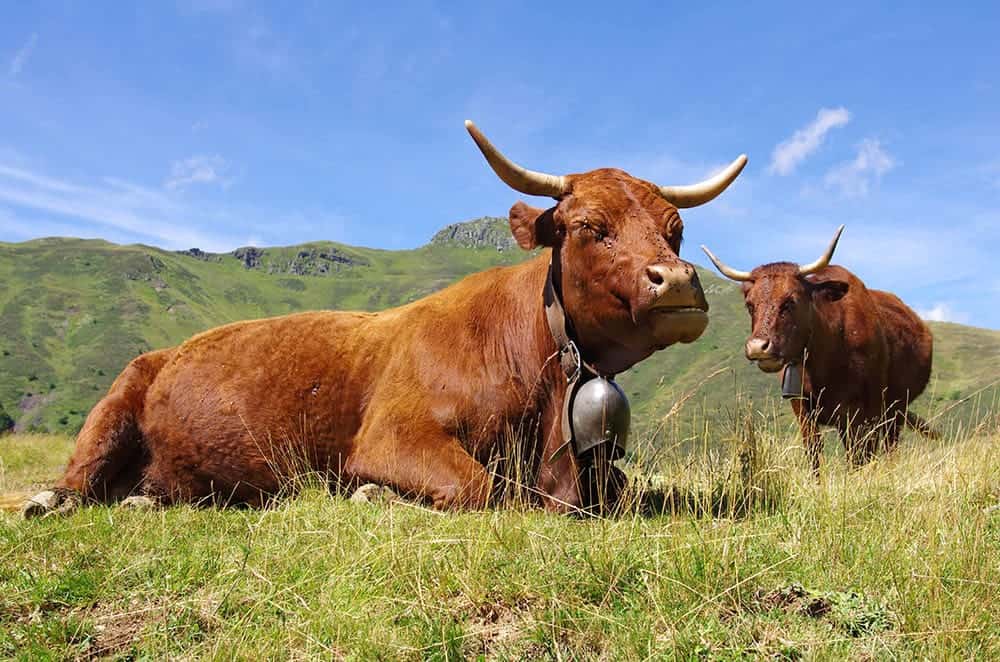 Salers cows