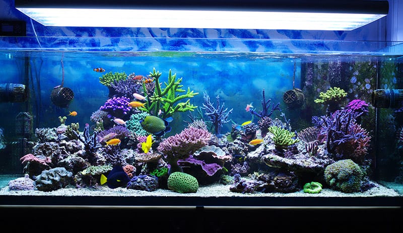 Saltwater Aquarium