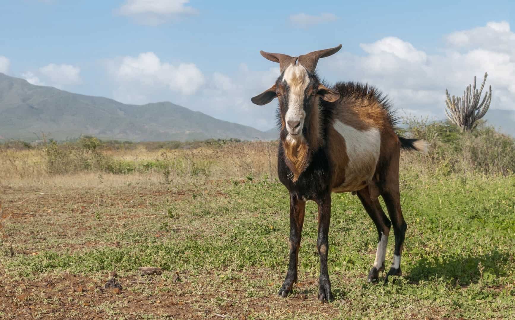 savanna goat
