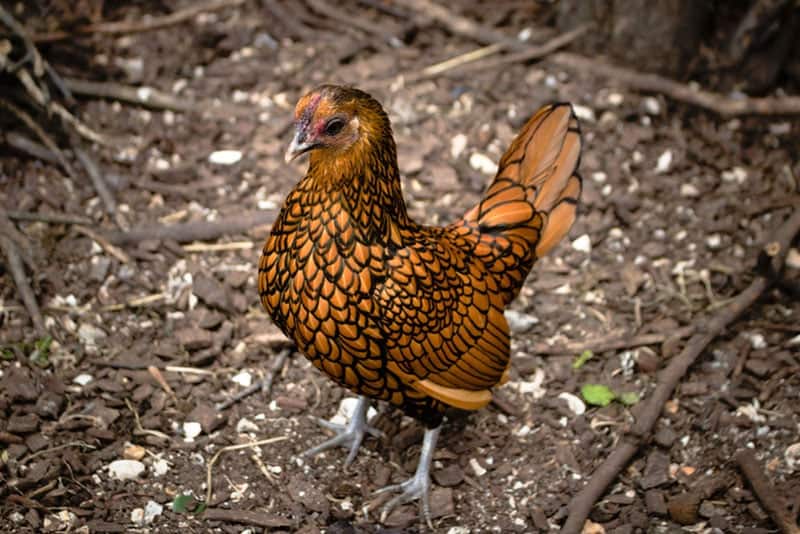 sebright chicken in the farm