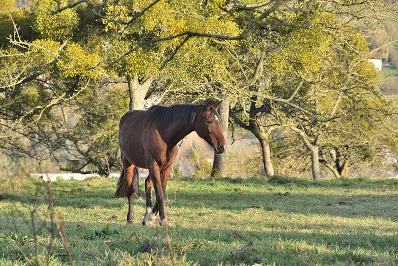 selle francais horse