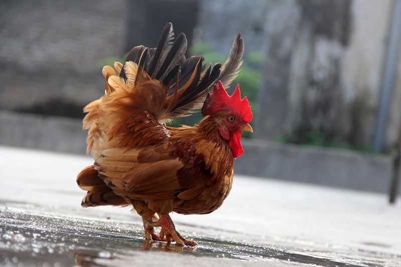 serama chicken in the yard