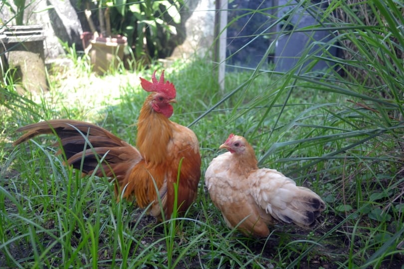 sersma chicken
