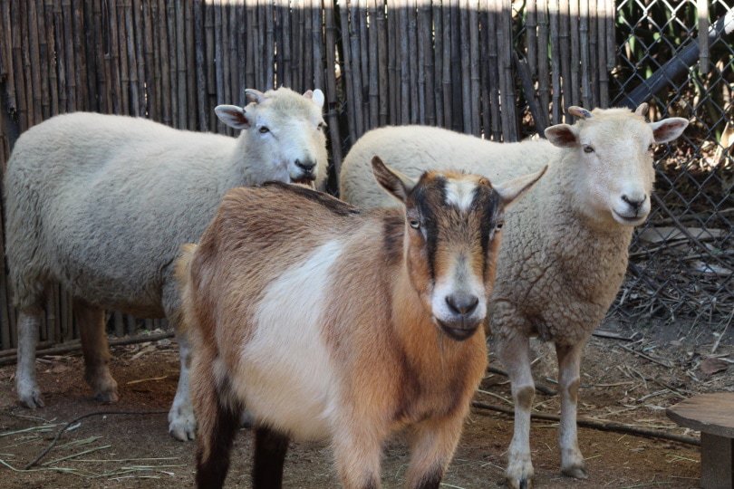 sheep and goat
