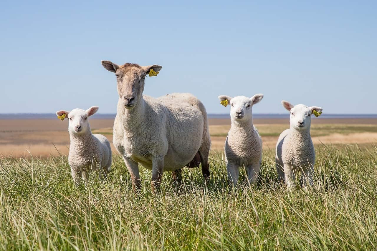 sheep and lambs