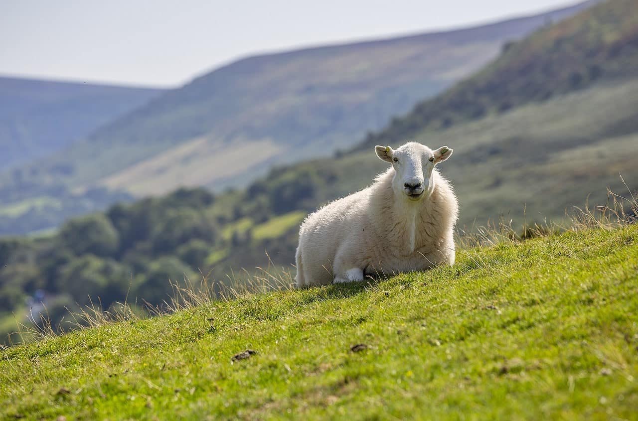 sheep in the meadow