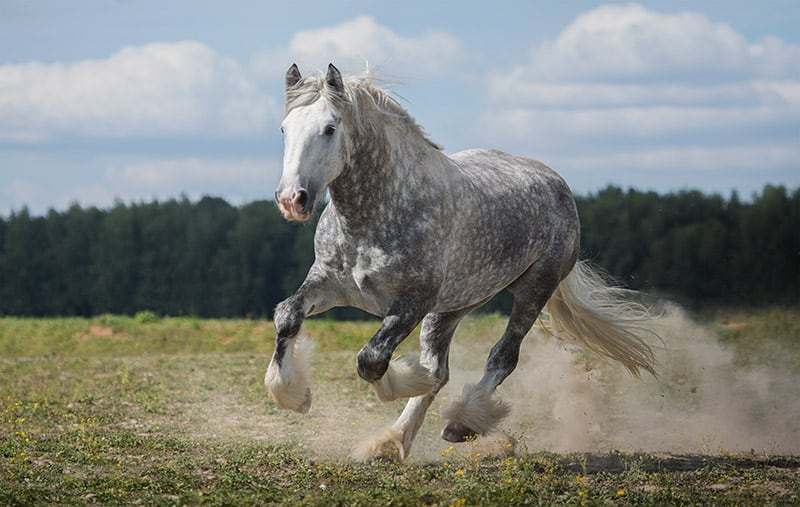 shire horse