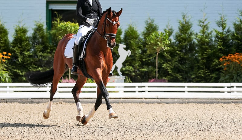 show horse dressage