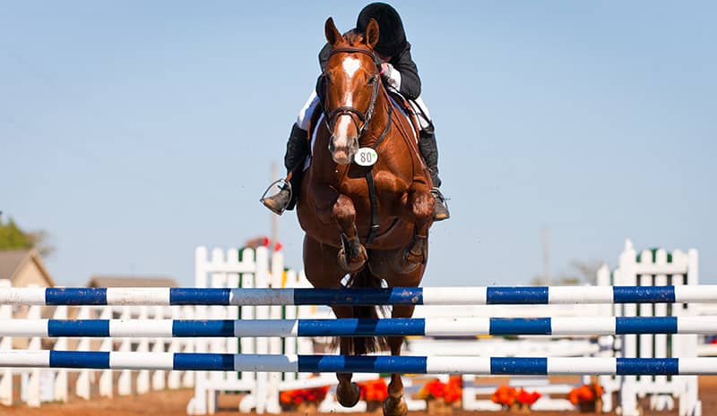 show horse in action
