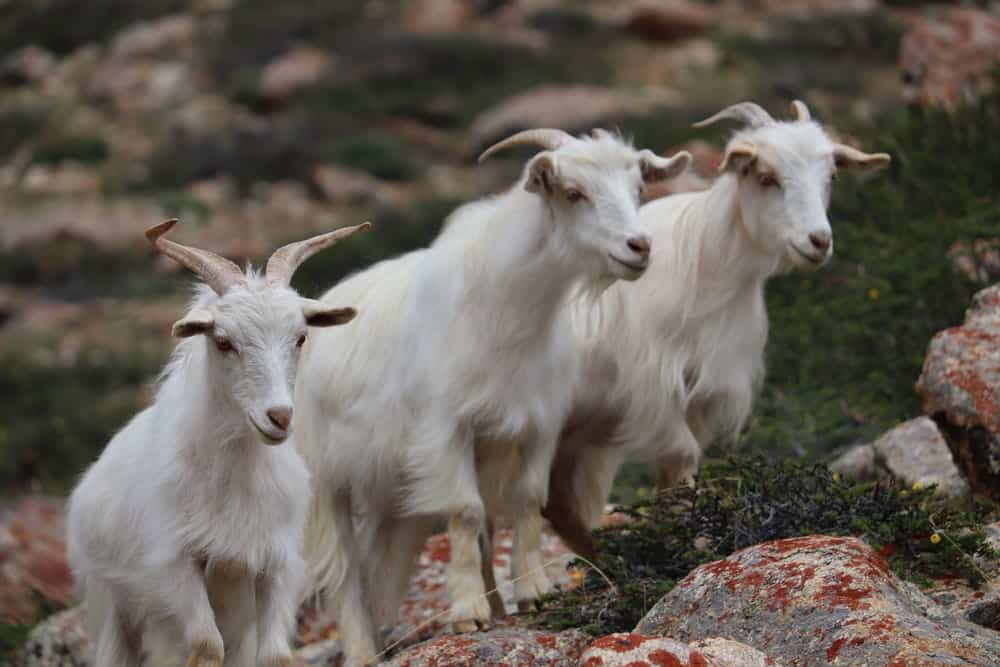 cashmere goat