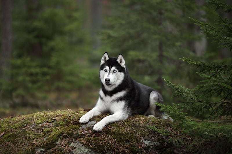 siberian husky
