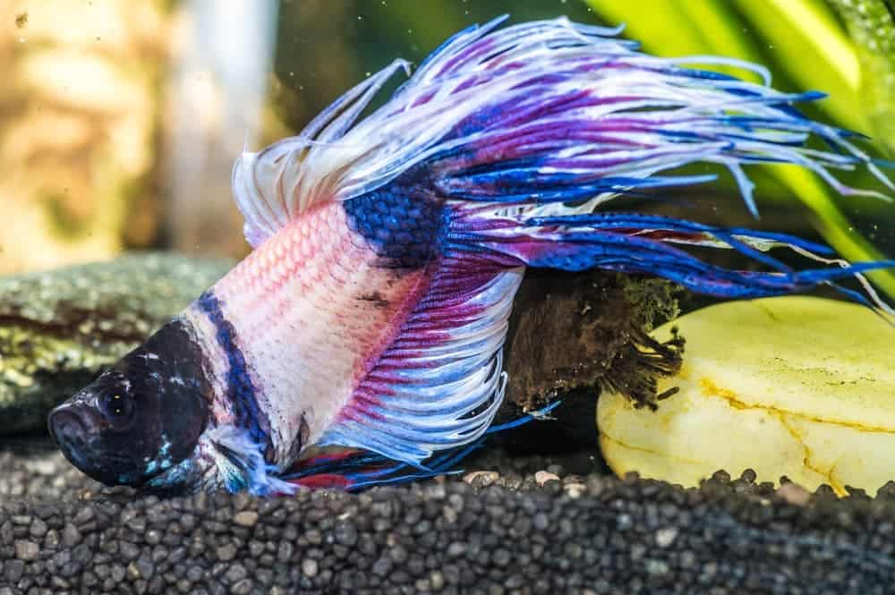 sick-betta-fish