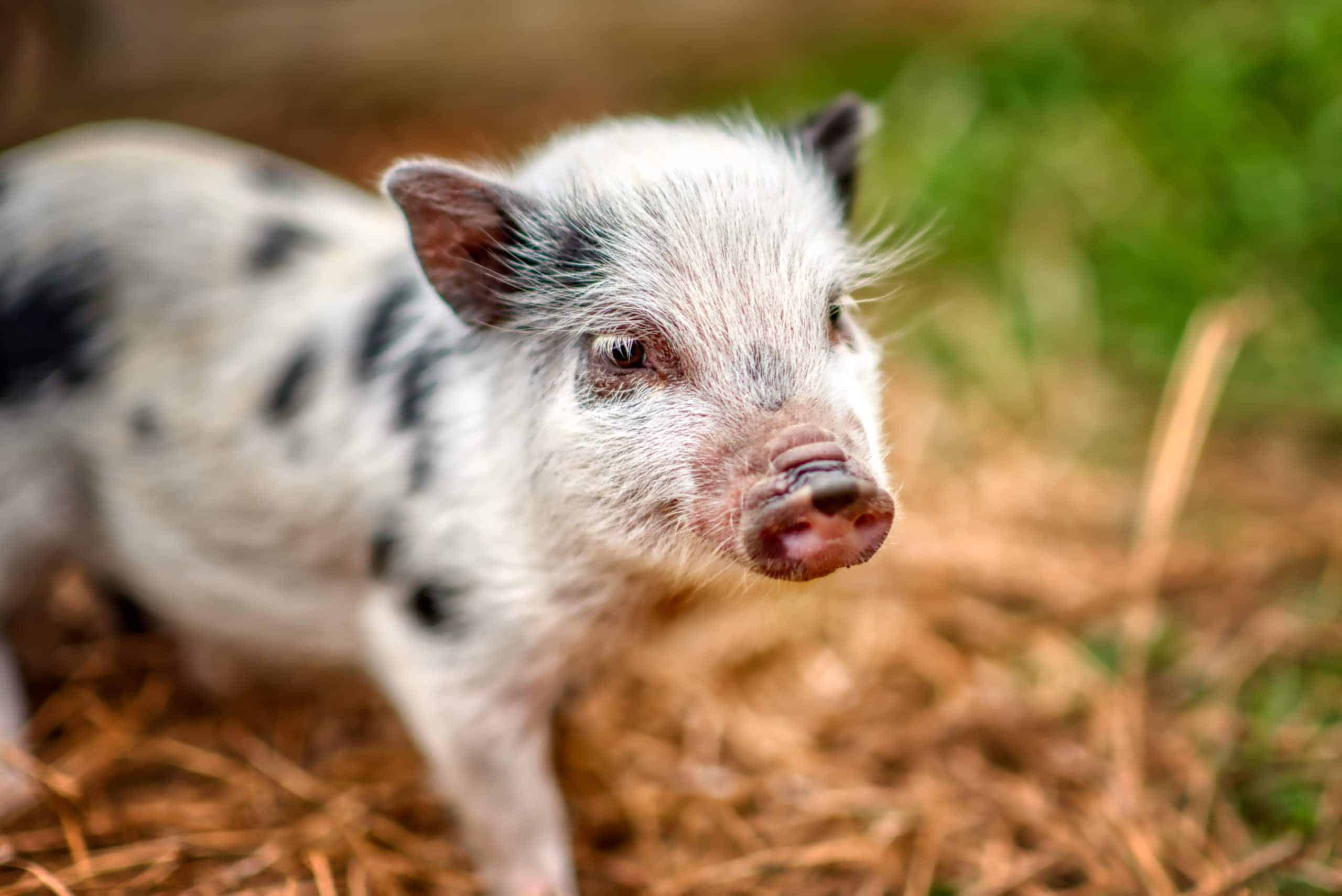 Eight,Week,Old,Juliana,Pigs.