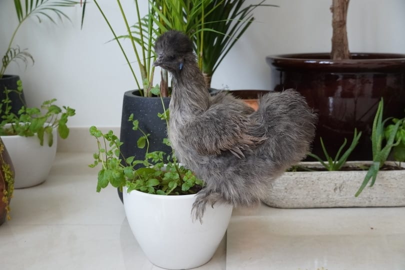 silkie bantam chichken