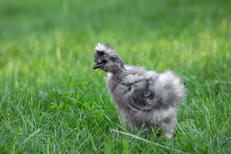 silkie chicken on green grass