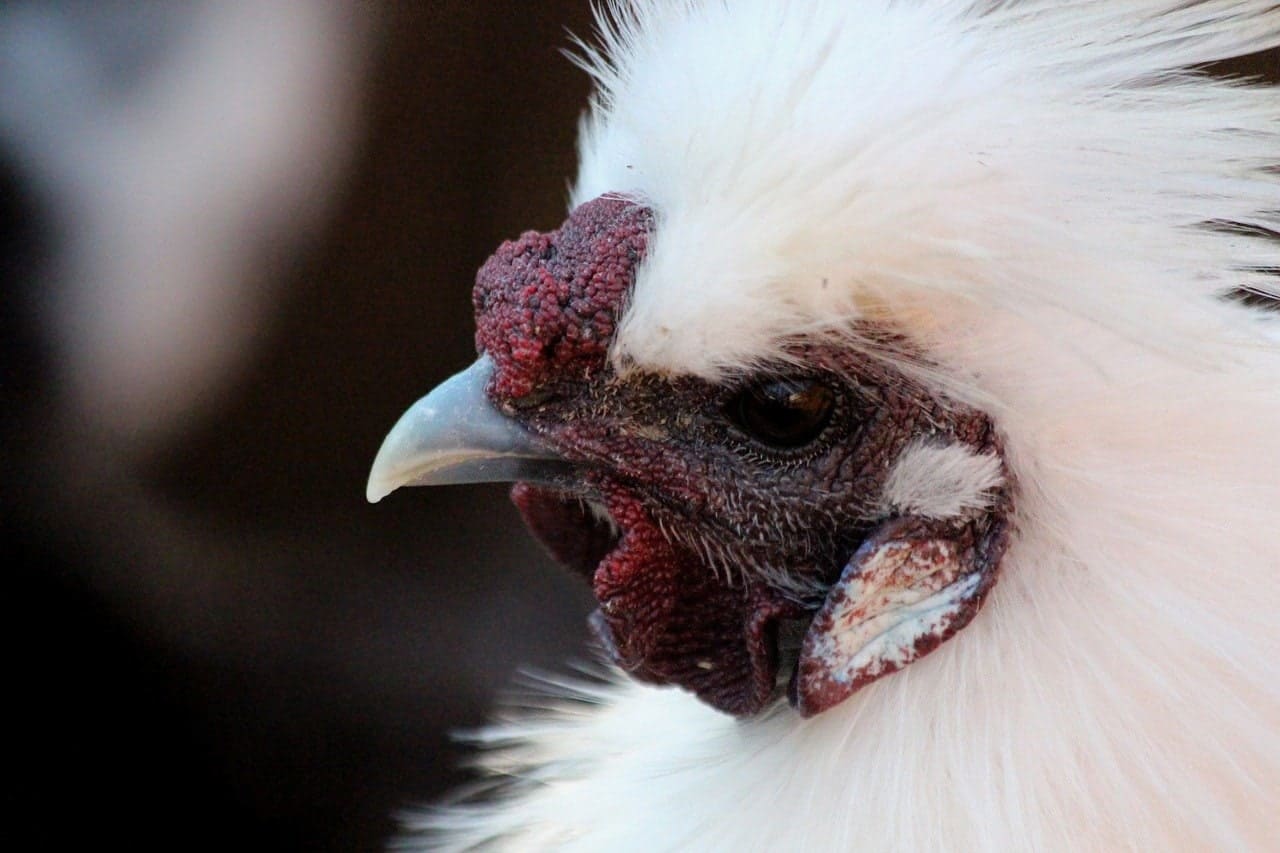 silkie chinese chicken