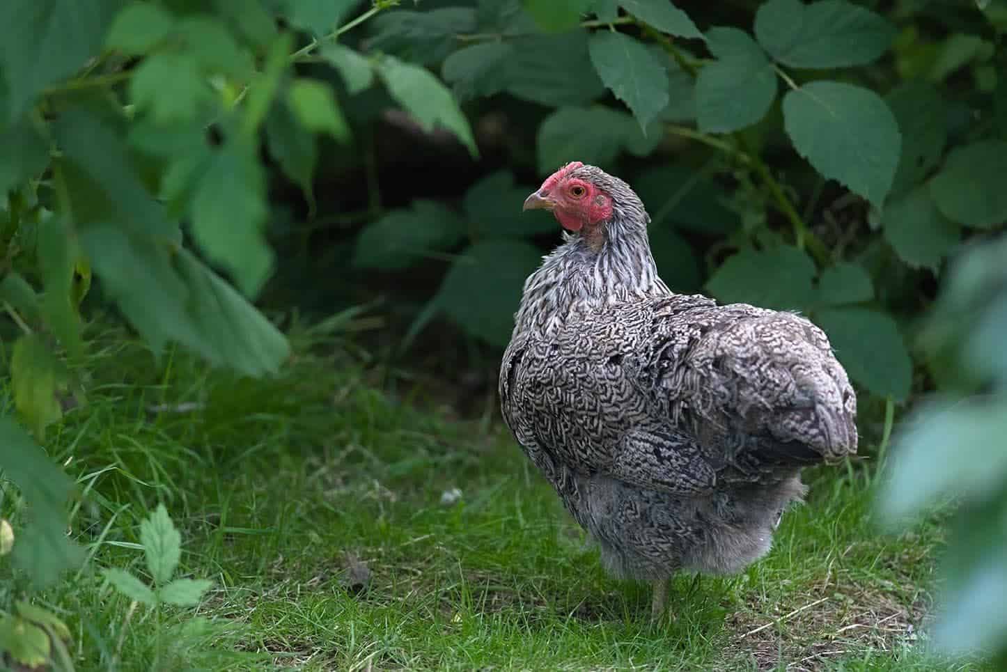 silver penciled chicken