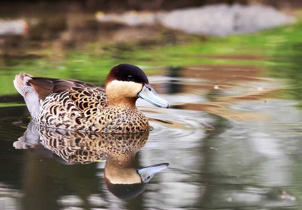 Silver Teal