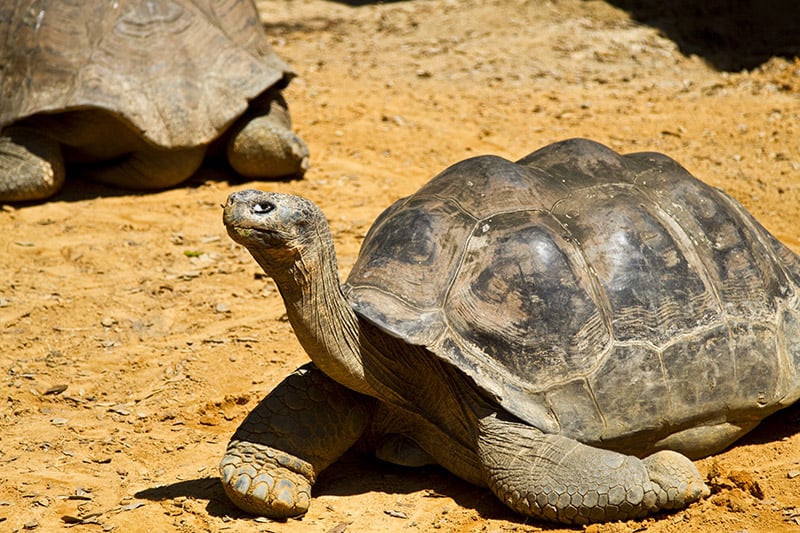 South American yellow-footed tortoise