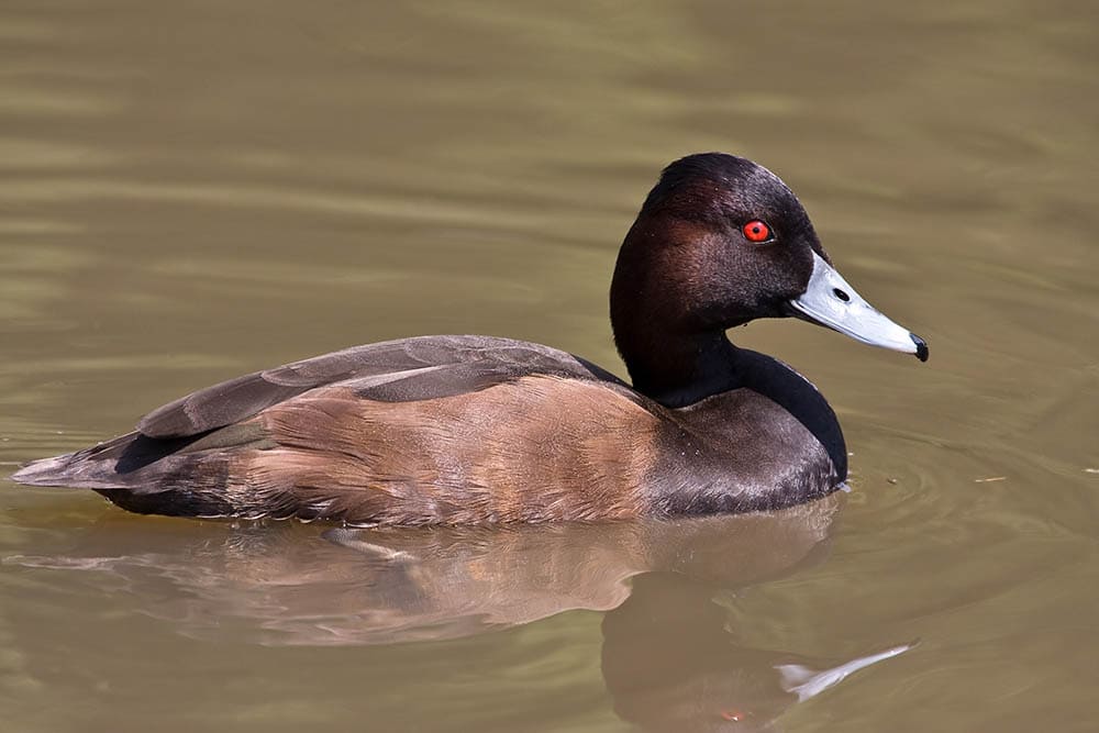 Southern Pochard wading