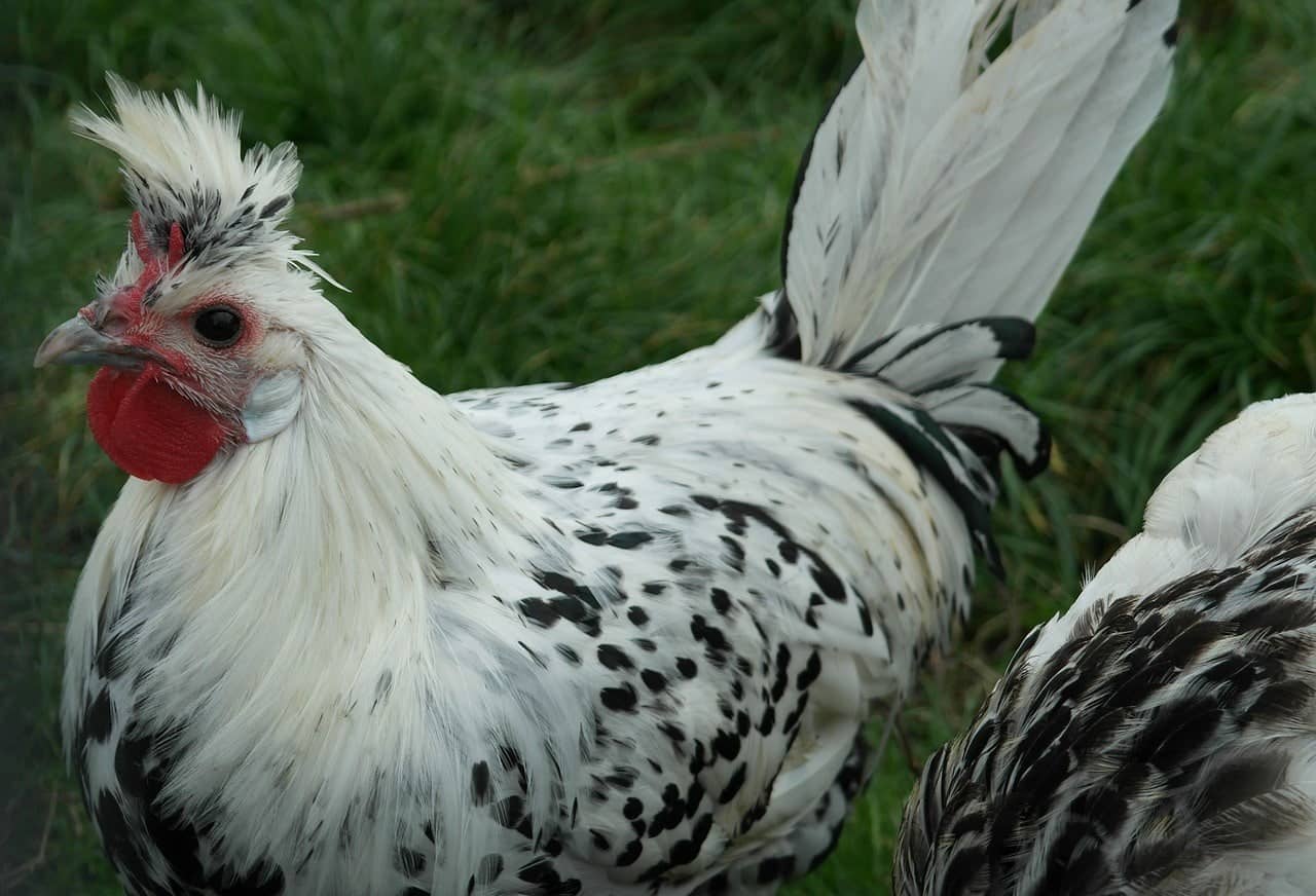 spangled chicken pattern