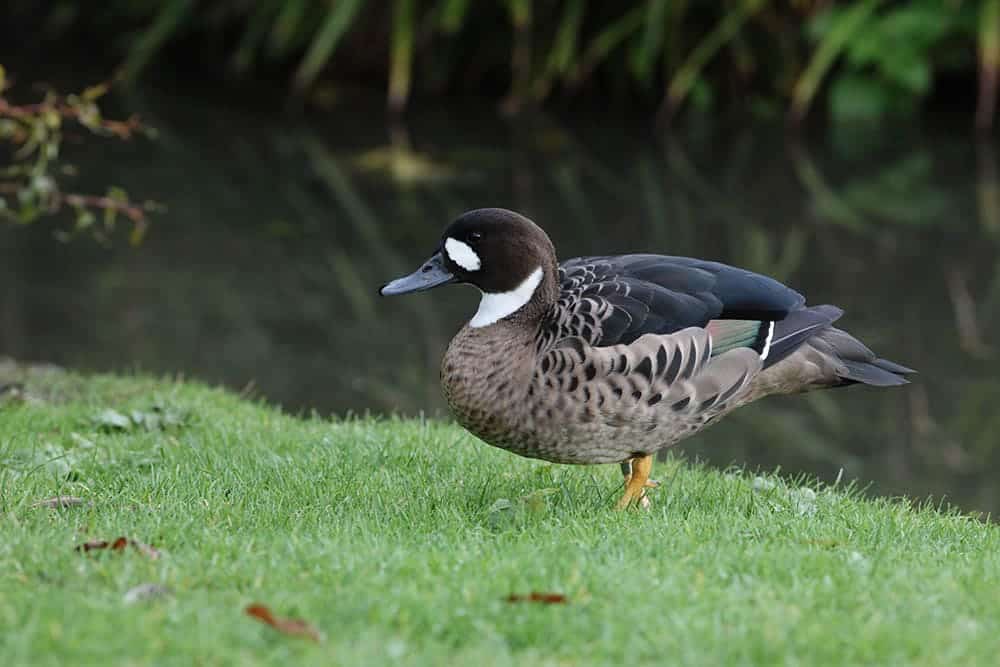 spectacled duck