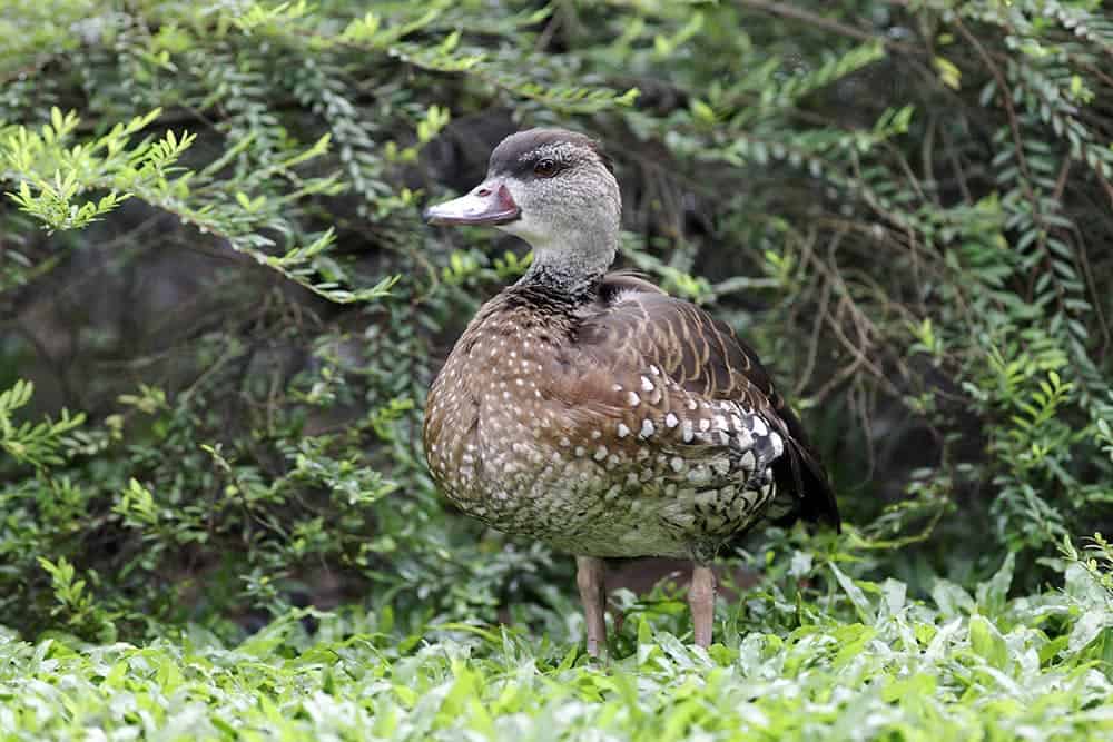 Spotted whistling-duck