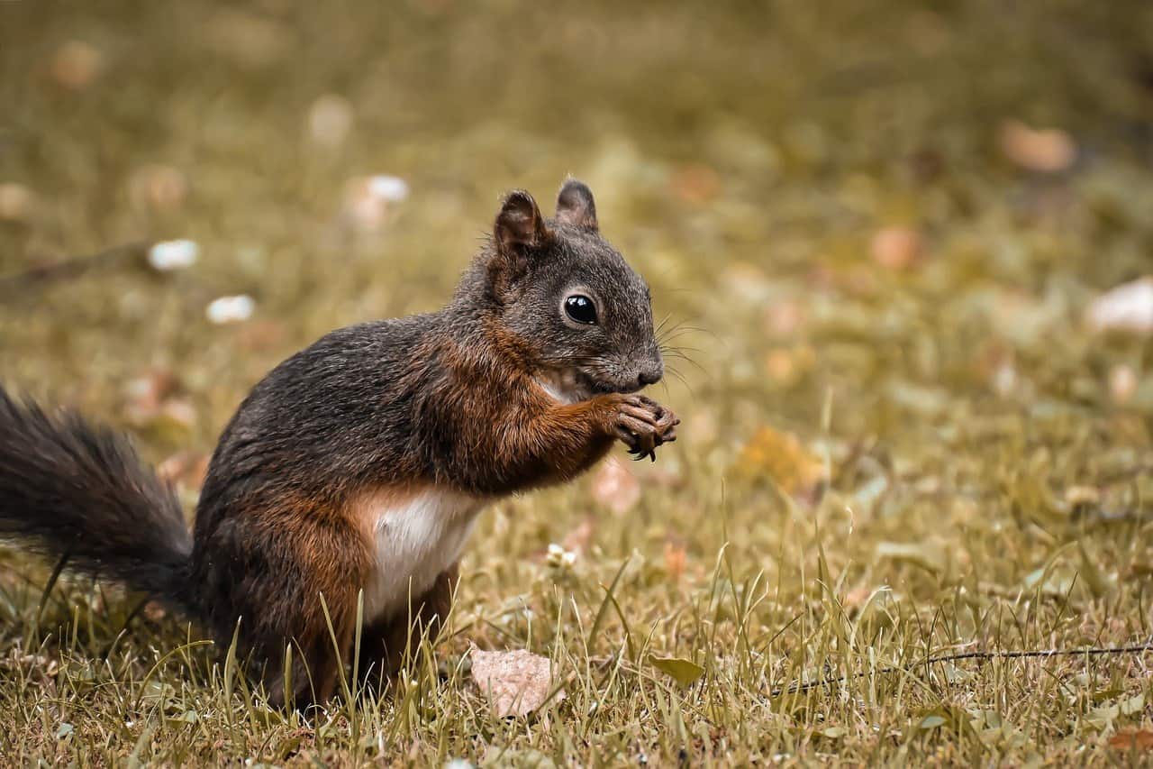 squirrel on the grass