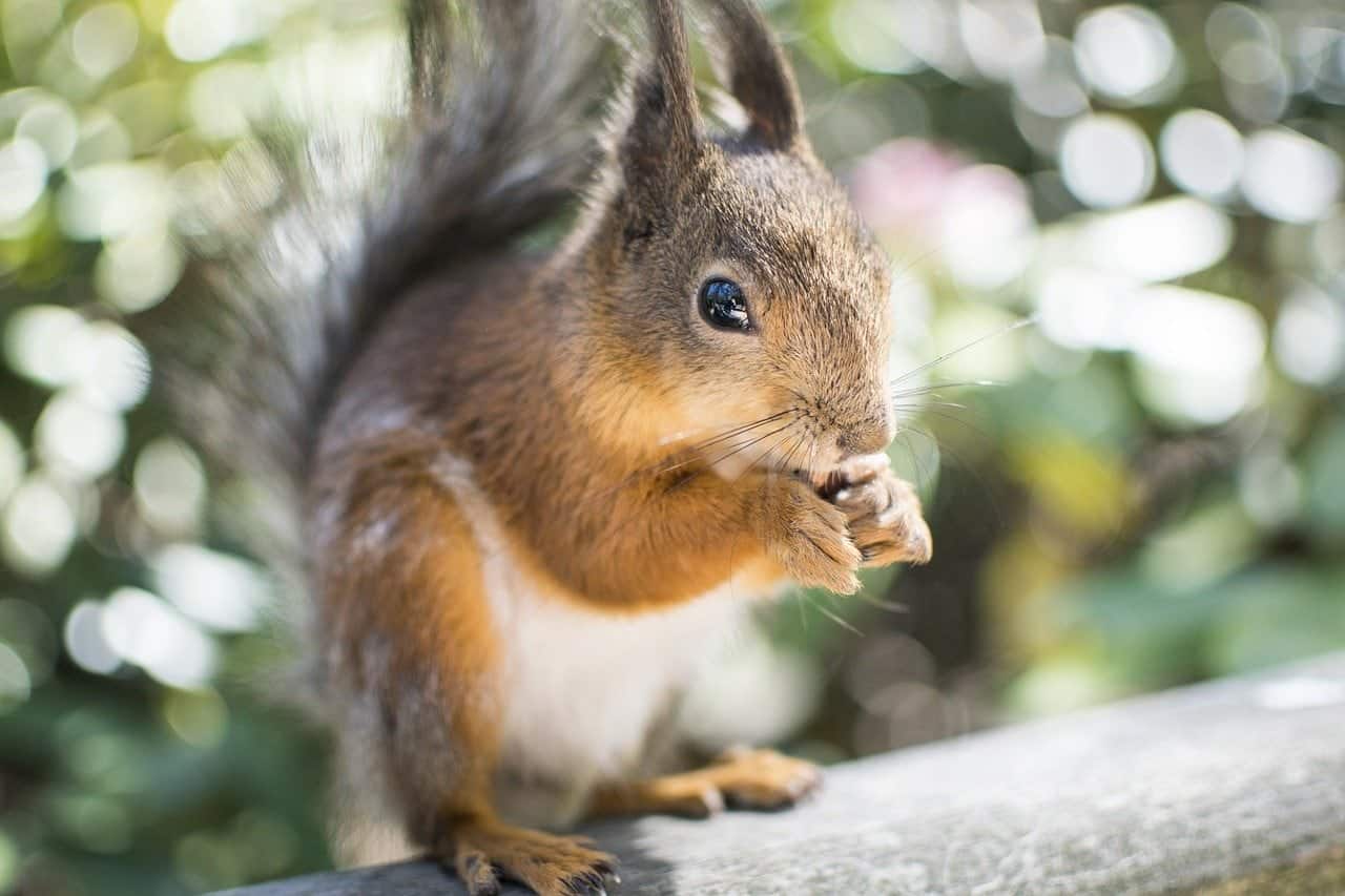 squirrel outdoor