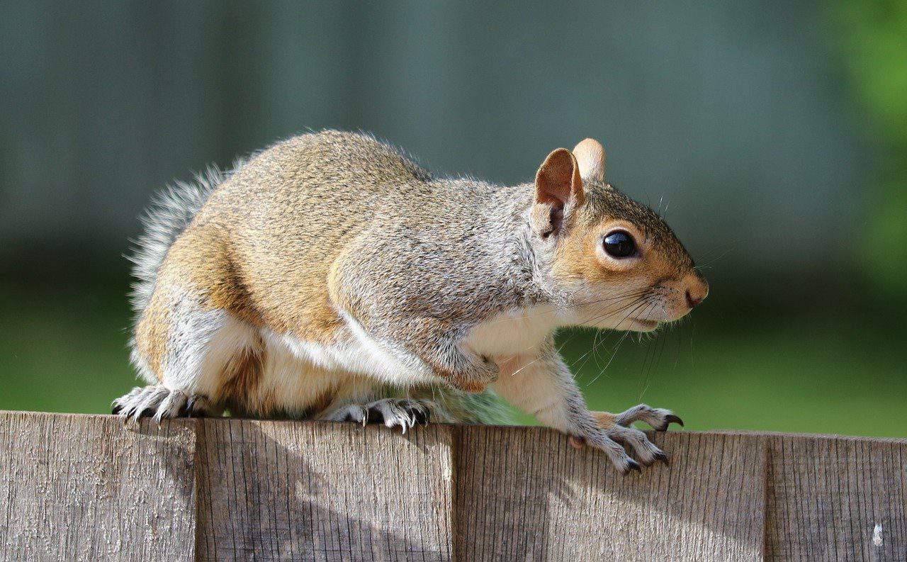 squirrel sharp claws