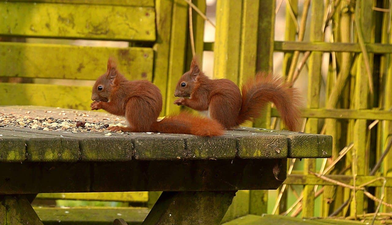 squirrels eating