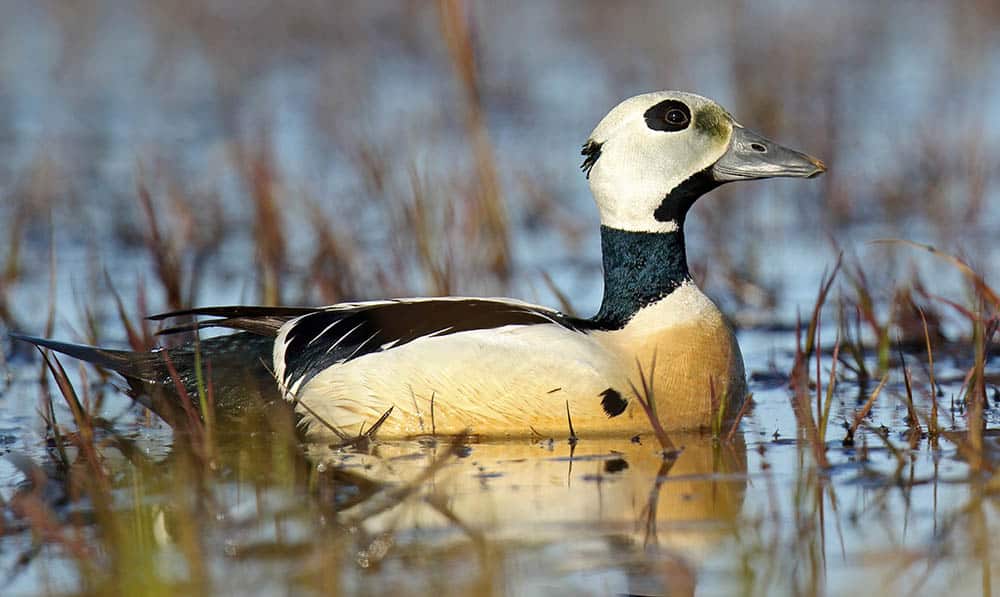 Steller's Eider adult