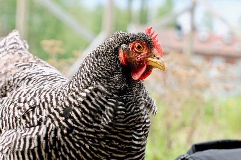 striped black plymouth rock chicken_LNbjors_shutterstock