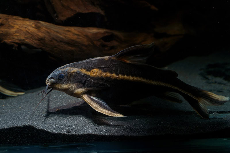 Striped Raphael Catfish
