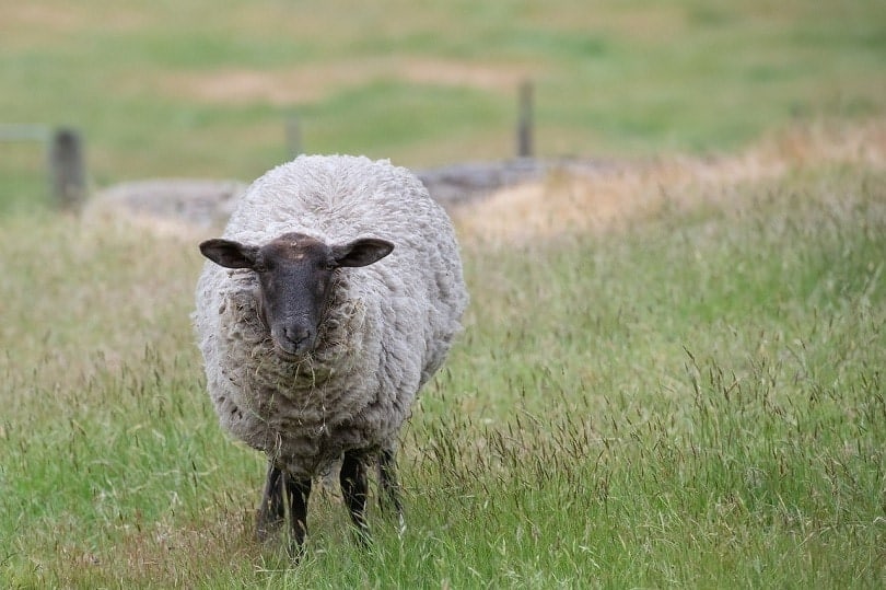 suffolk sheep-pixabay