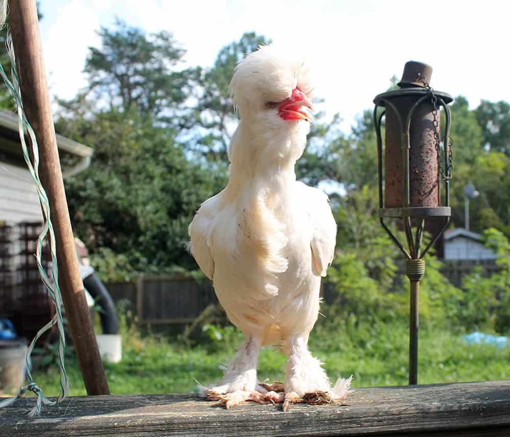 Sultan Chicken