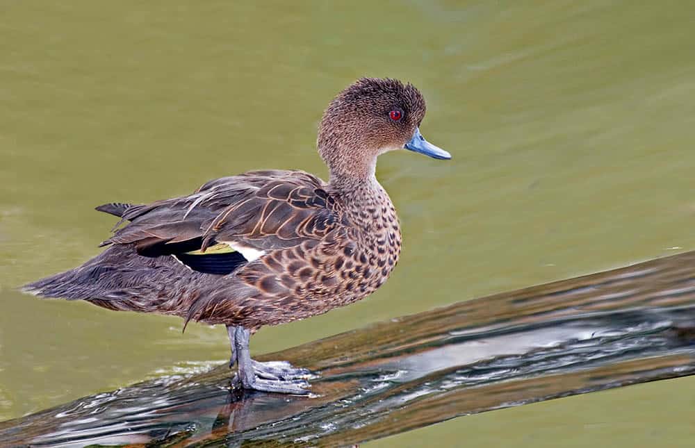 Sunda Teal