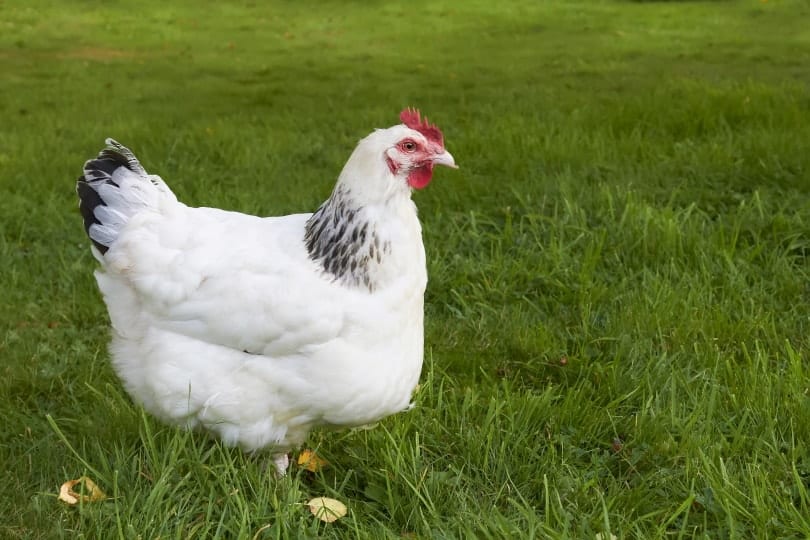 sussex chicken