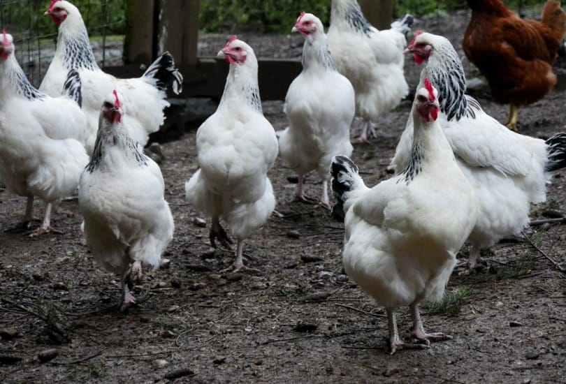 sussex chickens