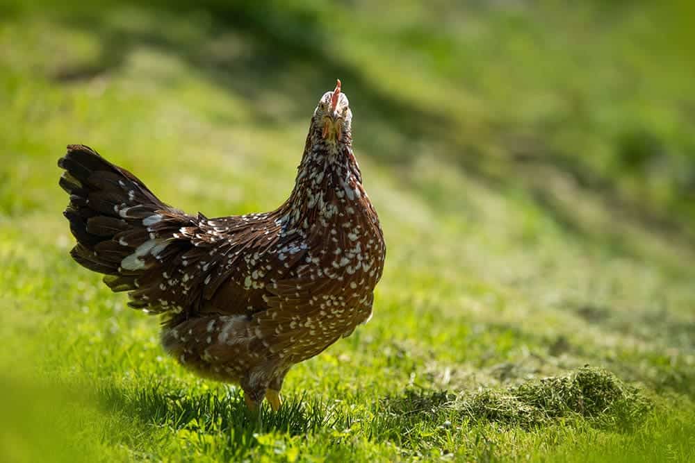 Swedish flower hen in the meadow