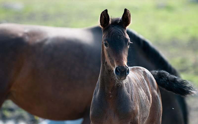 swedish warmblood foal