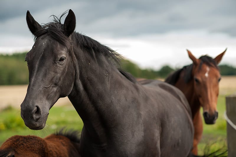swedish warmblood