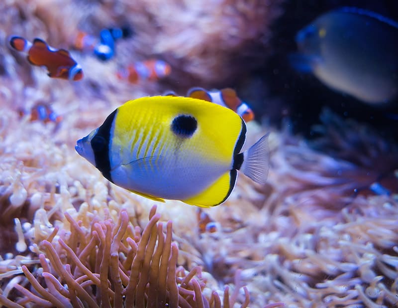 teardrop butterflyfish in aquarium