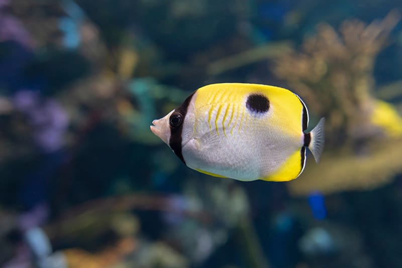 Teardrop_butterflyfish