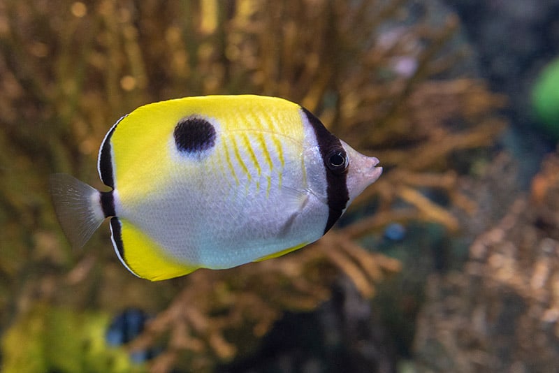 teardrop butterflyfish