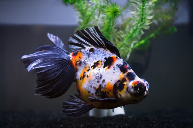 telescope-goldfish